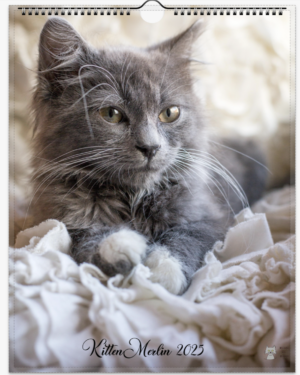 Kitten Merlin 2025 Wall Calendar