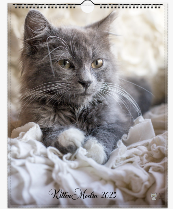 Kitten Merlin 2025 Wall Calendar